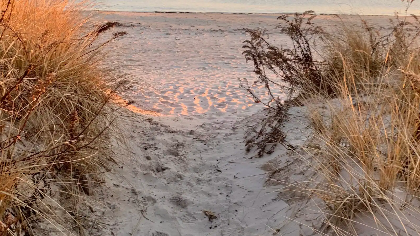 A sandy footpath lined with beach grass dropping down toward the shore on Cape Cod