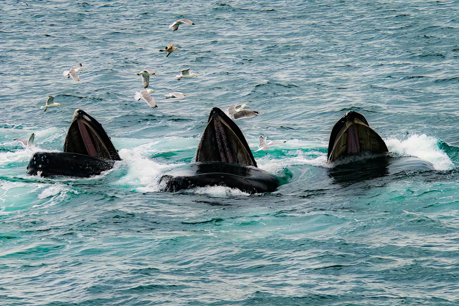 Whales surfacing together in open grey water off the Massachusetts coast