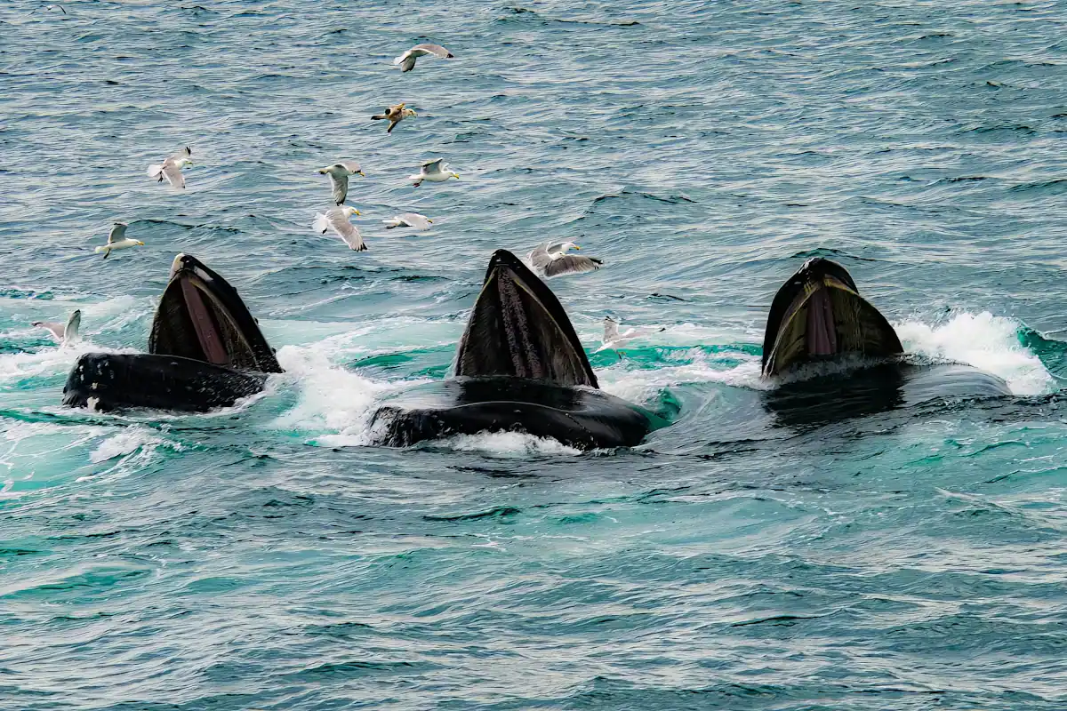 Whales surfacing together in open grey water off the Massachusetts coast
