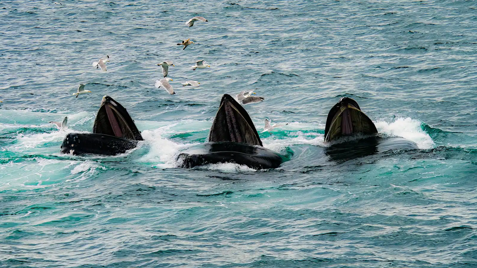 Whales surfacing together in open grey water off the Massachusetts coast